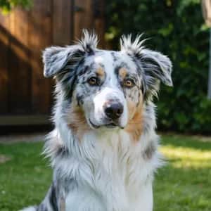 Australian Shepherd dog breed