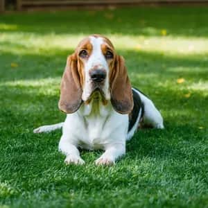 Basset Hound dog breed