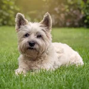 Cairn Terrier dog breed - friendly small sized dog similar to Australian Terrier