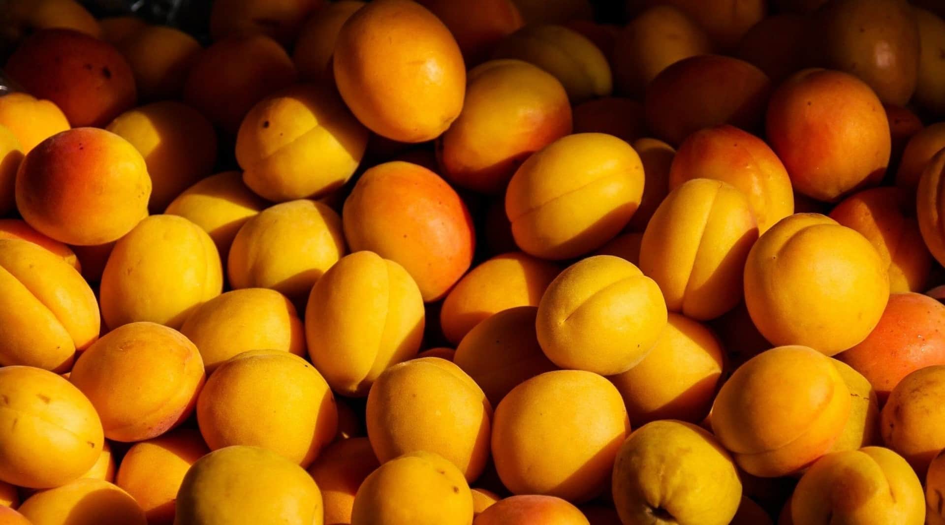 Can Dogs Eat Apricots? Colorful And Nutritious Fruit Treat cover image