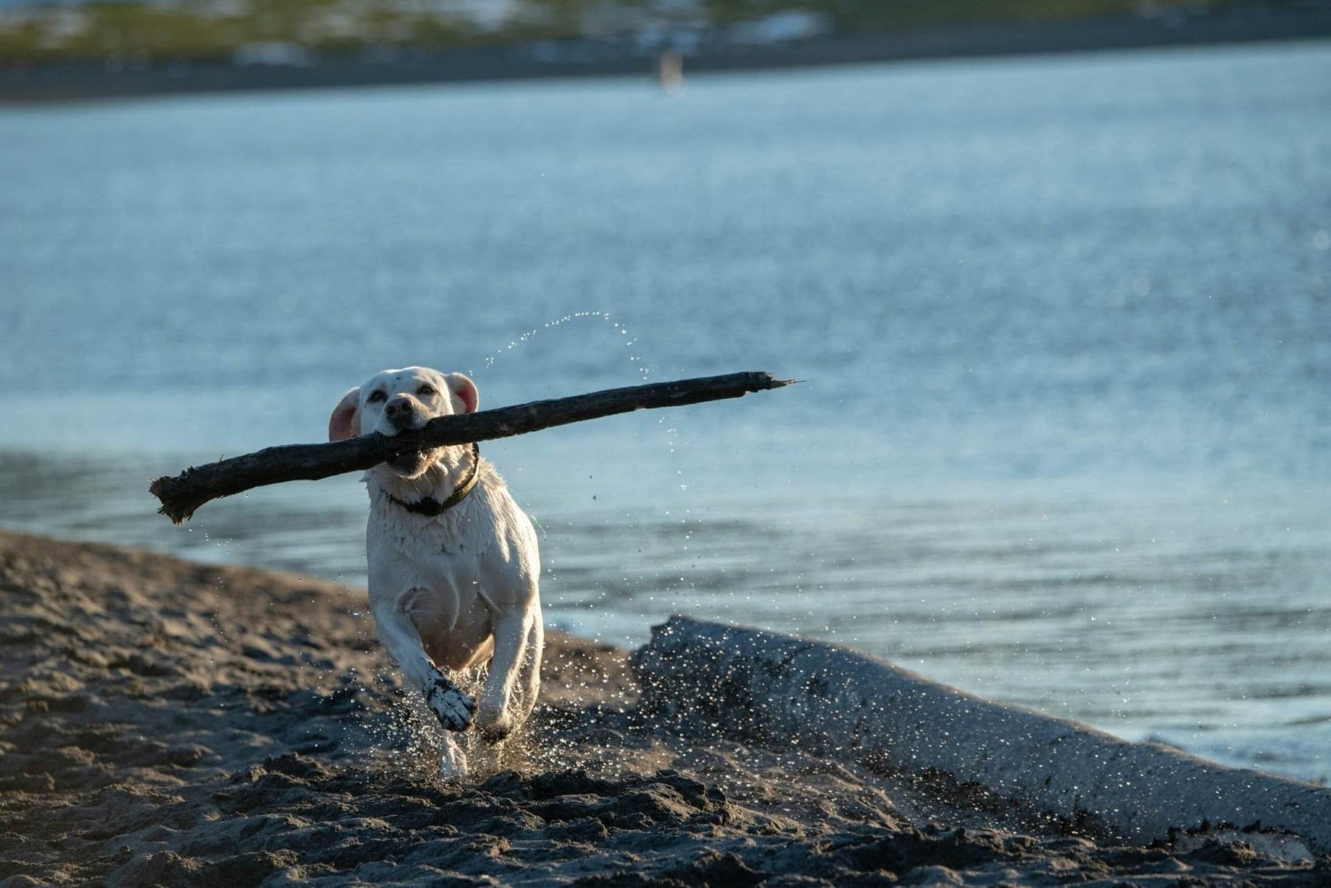 Canine Sports And Activities To Try cover image