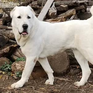 Central Asian Shepherd Dog dog breed - friendly giant sized dog similar to Caucasian Shepherd Dog