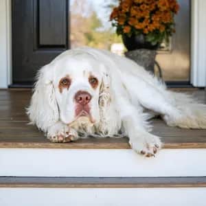 Clumber Spaniel dog breed - friendly large sized dog similar to Sussex Spaniel
