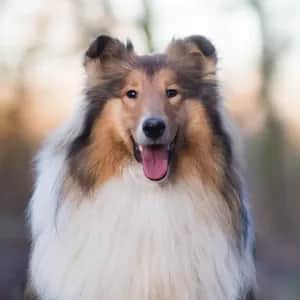 Collie dog breed - friendly large sized dog similar to Bearded Collie
