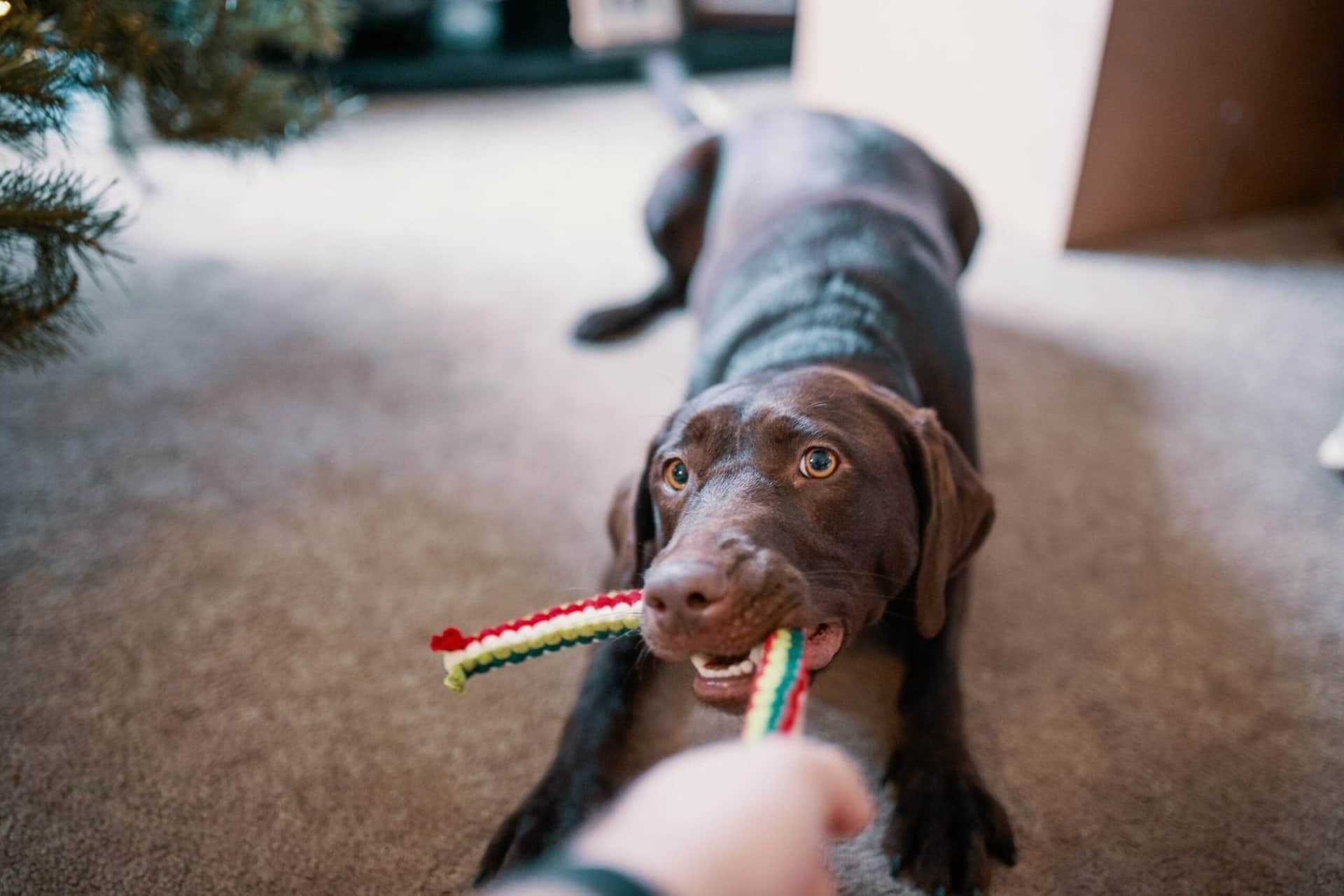 How To Exercise Your Dog Indoors cover image