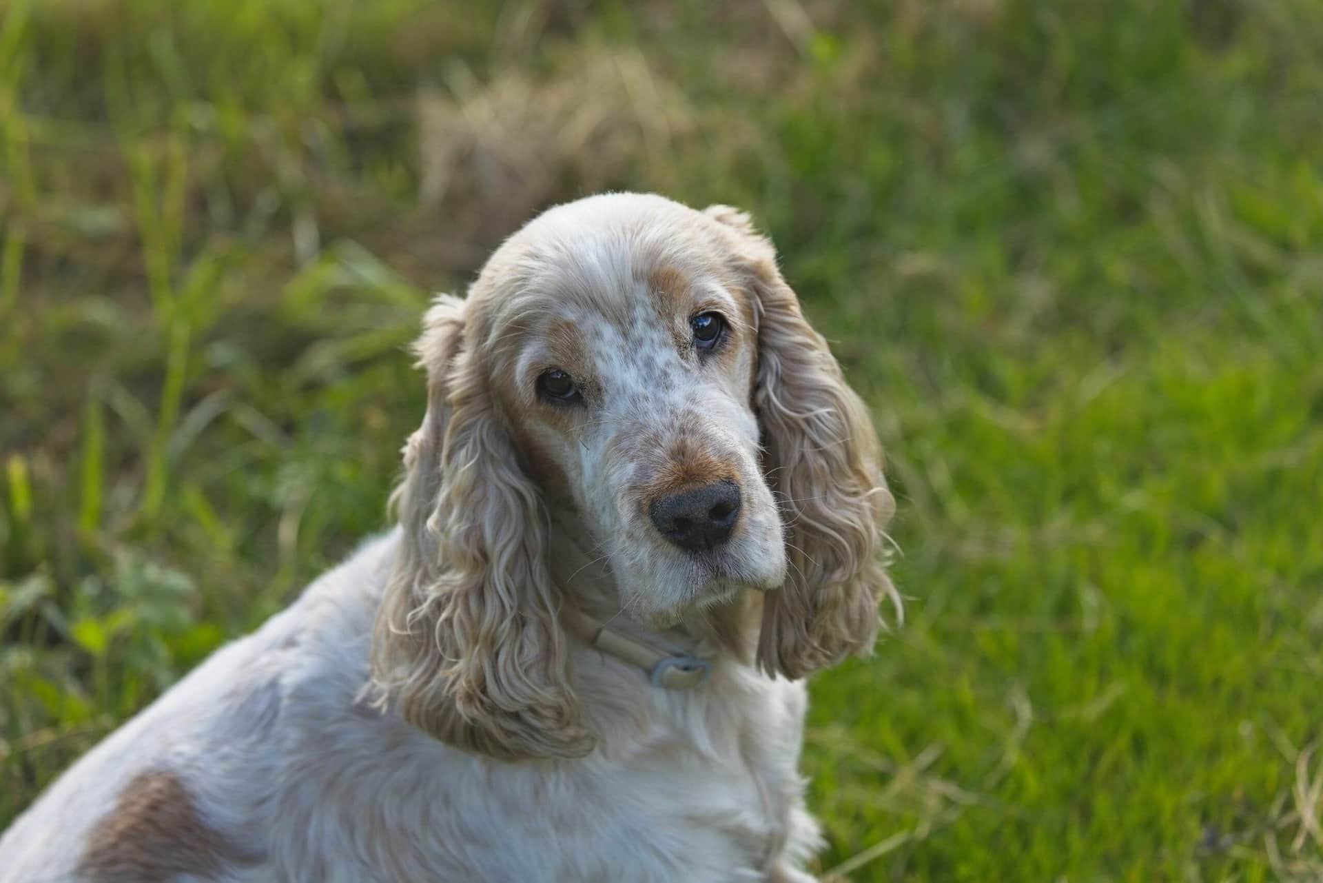 How To Properly Exercise A Senior Dog: Fatigue And Low-Impact Exercises cover image