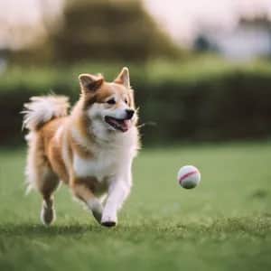Icelandic Sheepdog dog breed - friendly medium sized dog similar to Finnish Lapphund