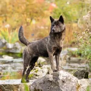 Kai Ken dog breed - friendly medium sized dog similar to Shikoku
