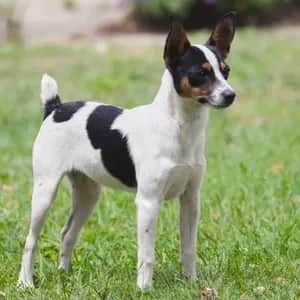 Miniature Fox Terrier dog breed - friendly small sized dog similar to Rat Terrier