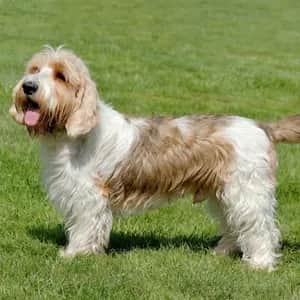Petit Basset Griffon Vendeen dog breed - friendly medium sized dog similar to Basset Hound