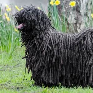 Puli dog breed - friendly medium sized dog similar to Komondor