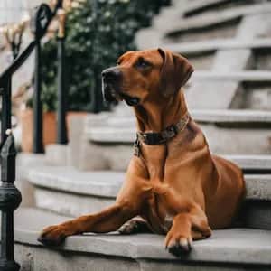 Rhodesian Ridgeback dog breed - friendly large sized dog similar to Thai Ridgeback