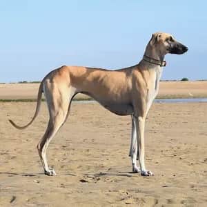 Sloughi dog breed - friendly medium sized dog similar to Afghan Hound