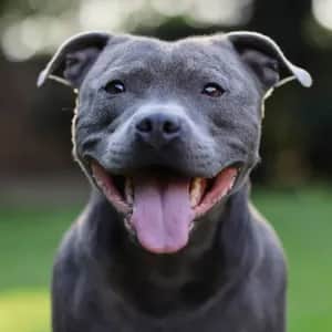 Staffordshire Bull Terrier dog breed - friendly medium sized dog similar to American Staffordshire Terrier