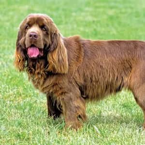 Sussex Spaniel dog breed - friendly medium sized dog similar to Field Spaniel