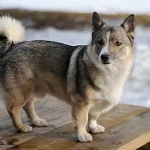 Swedish Vallhund dog breed - friendly small sized dog similar to Icelandic Sheepdog