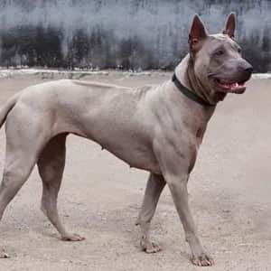 Thai Ridgeback dog breed - friendly medium sized dog similar to Rhodesian Ridgeback