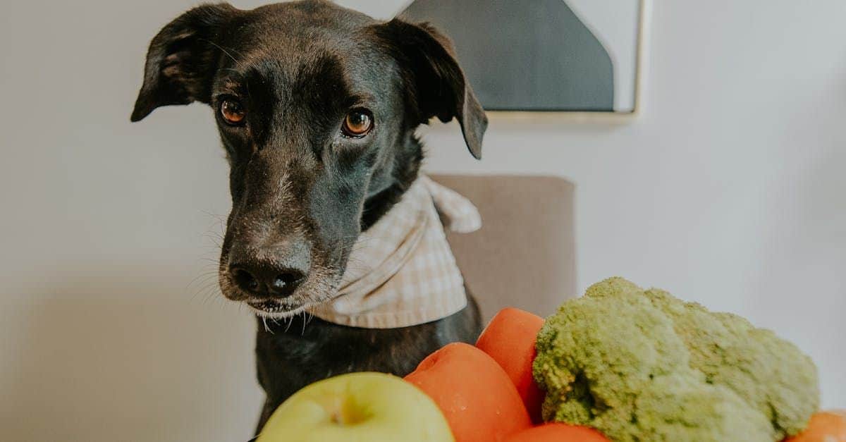 Top Natural Sources of Probiotics for Dogs cover image