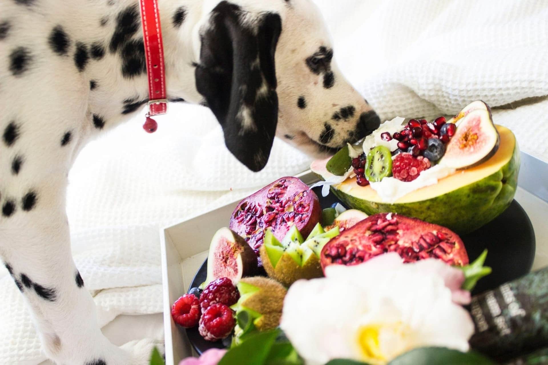 What Are The Best Foods For Dog Nutrition? cover image