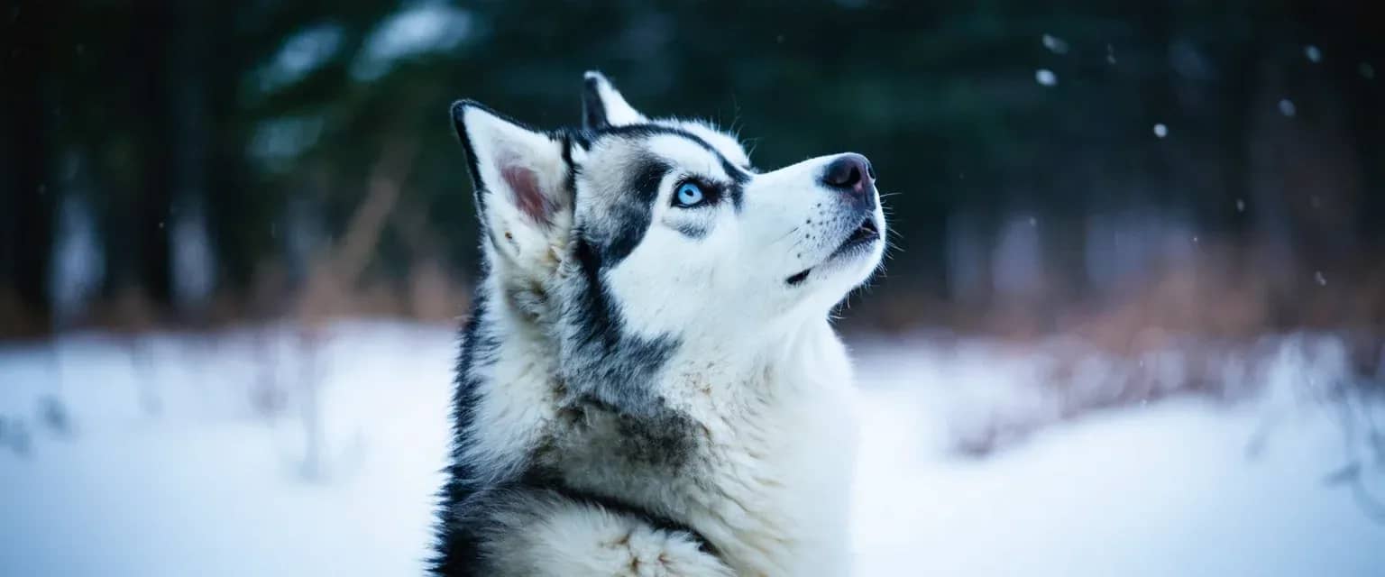 A Siberian Husky howling with head tilted back, demonstrating the natural vocal communication behavior discussed in the article