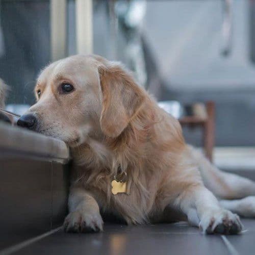 10 Of The Most Common Health Issues Faced By Dogs