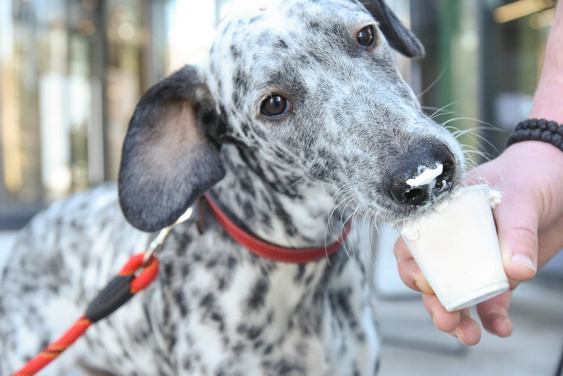 5 Essential Probiotic Strains for Your Dog’s Well-being