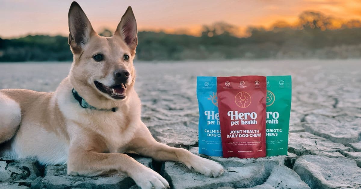 Can Dogs Eat Popcorn? Safe Feeding Guide