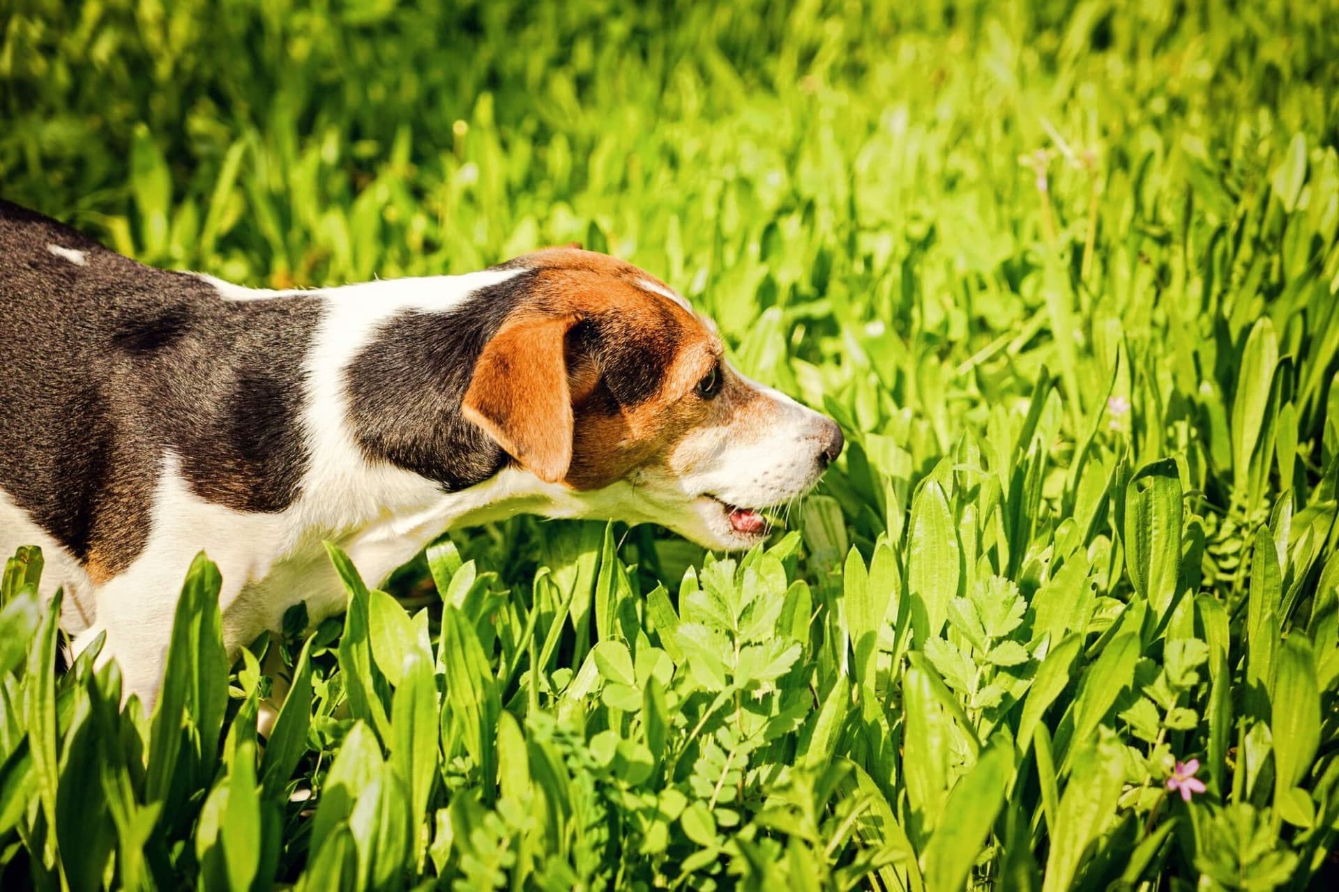 A Comprehensive Guide to Probiotics for Dogs: Enhancing Canine Health