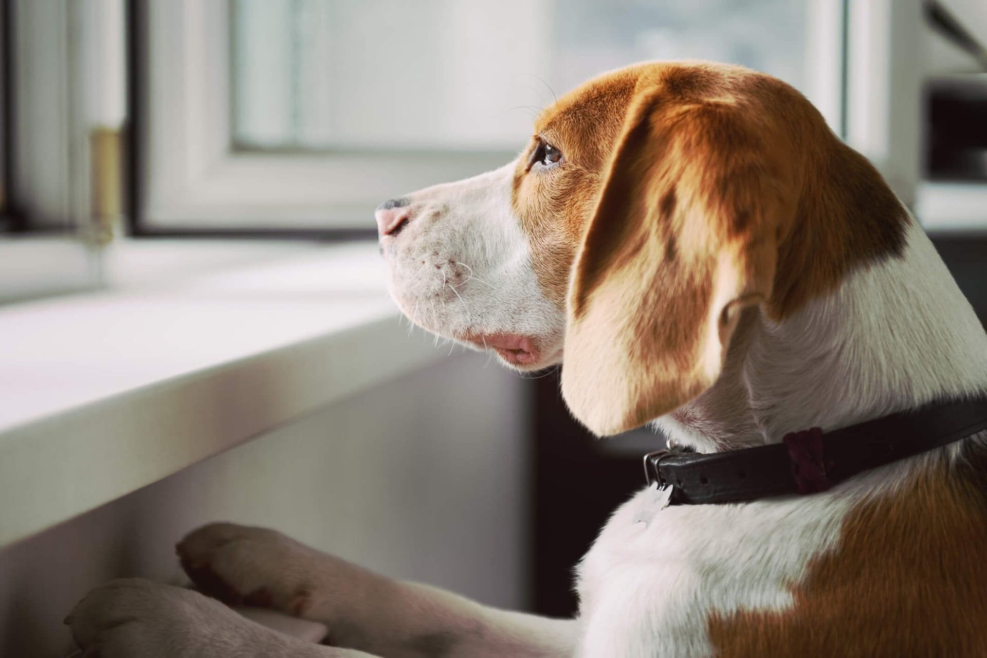 A Comprehensive Guide to Understanding and Managing Dog Anxiety
