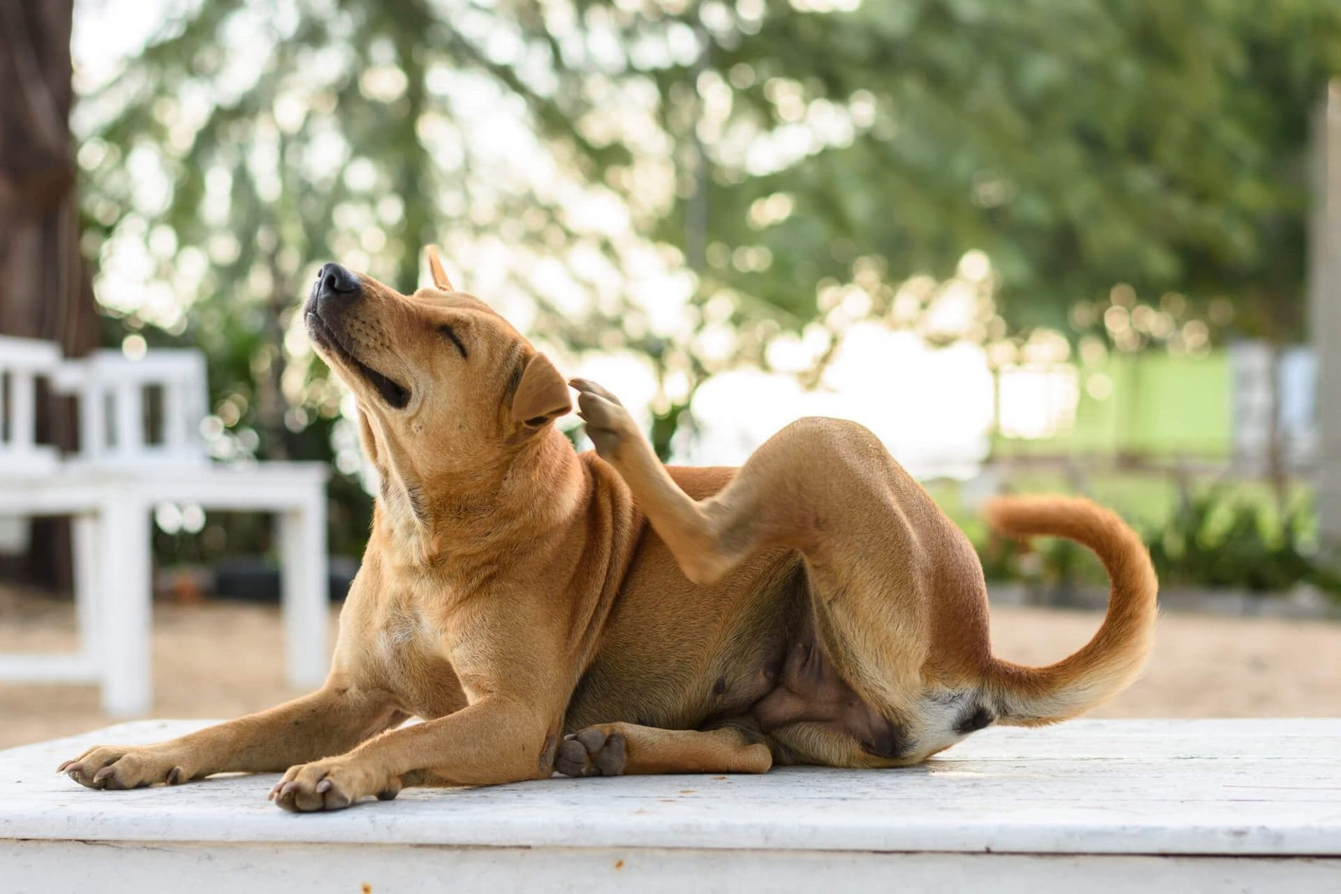 Alleviating Allergies in Dogs with Probiotics: A New Approach