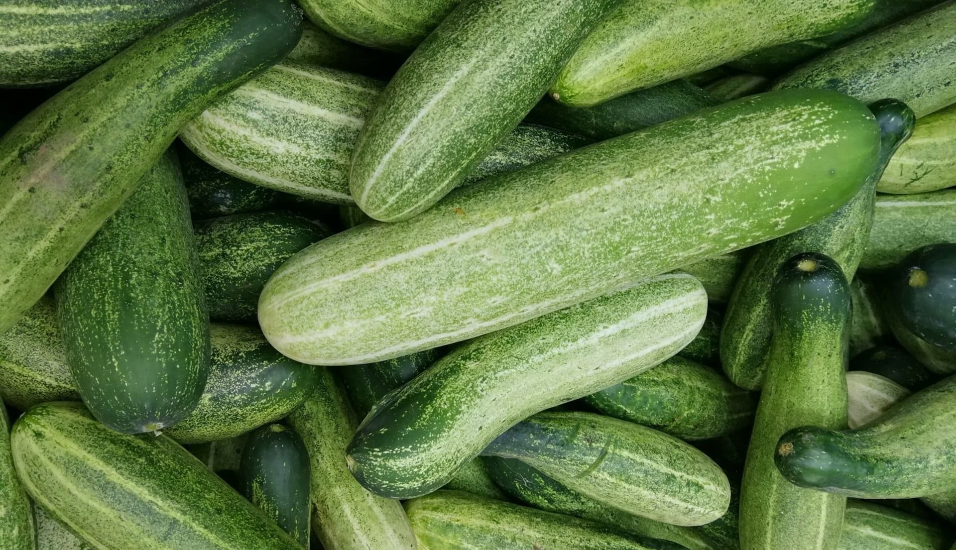 Can Dogs Eat Cucumber? A Quick Guide