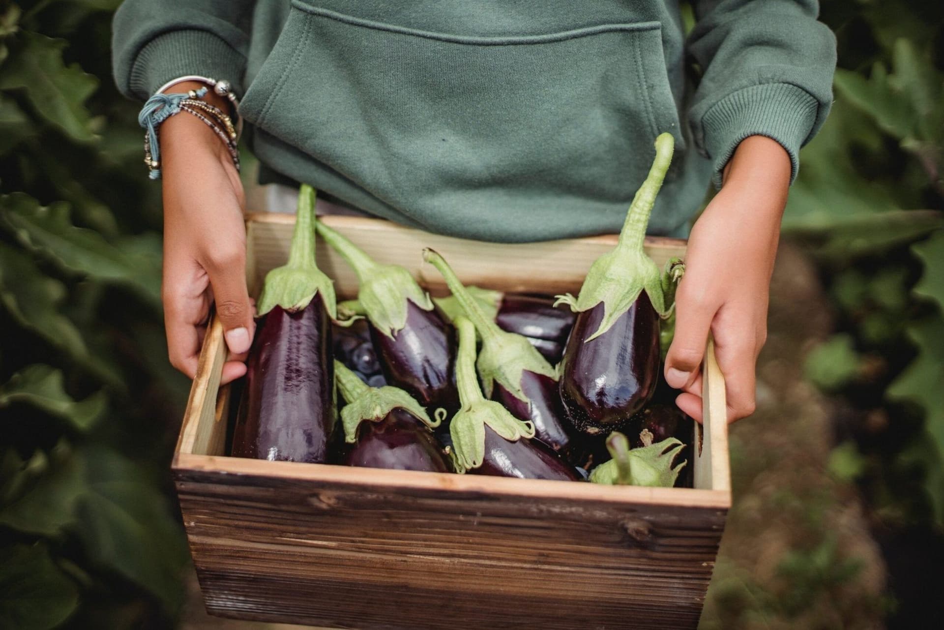 Can Dogs Eat Eggplant? Simple Guide To Benefits And Risks