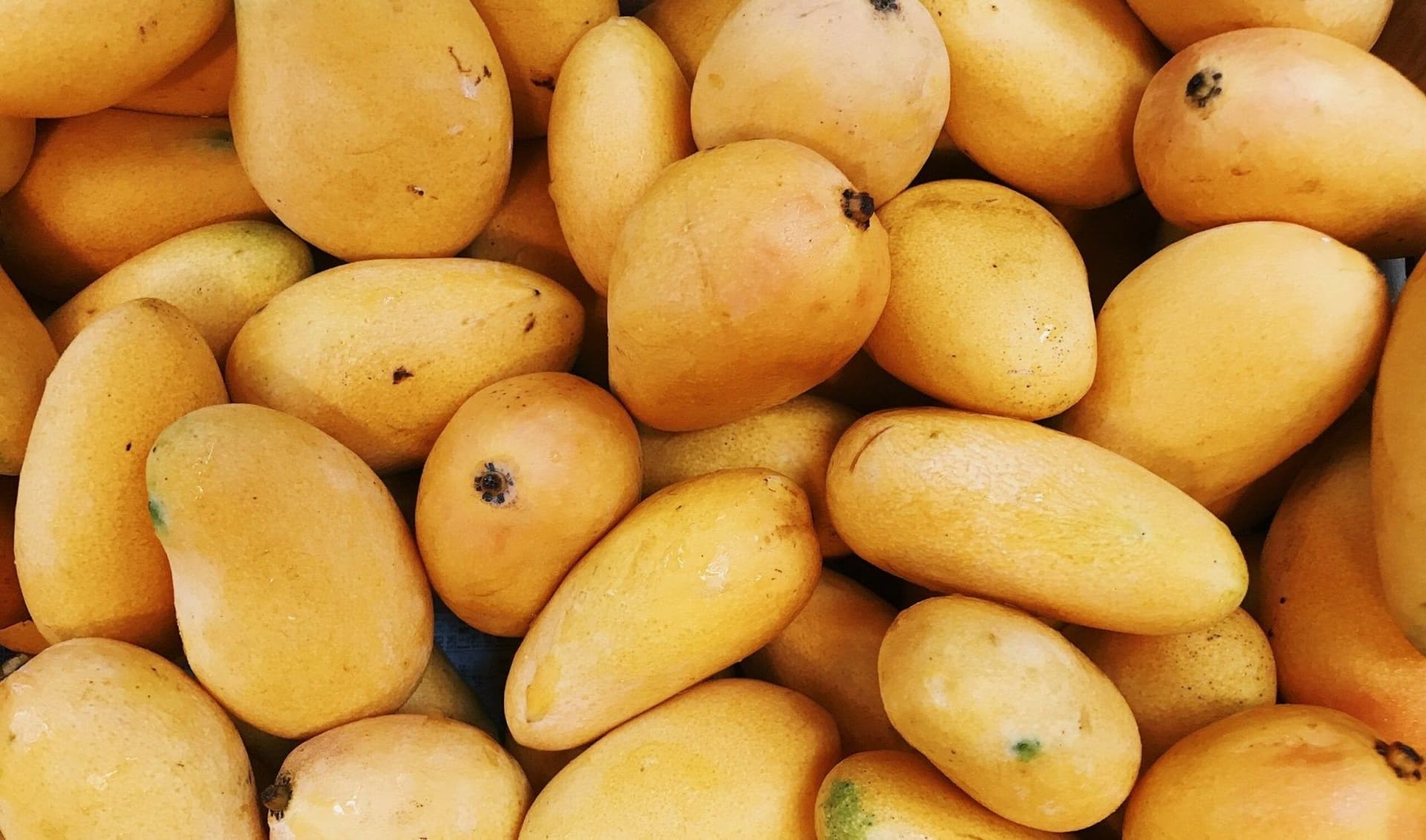 Can Dogs Eat Mango? Definitely Yes!
