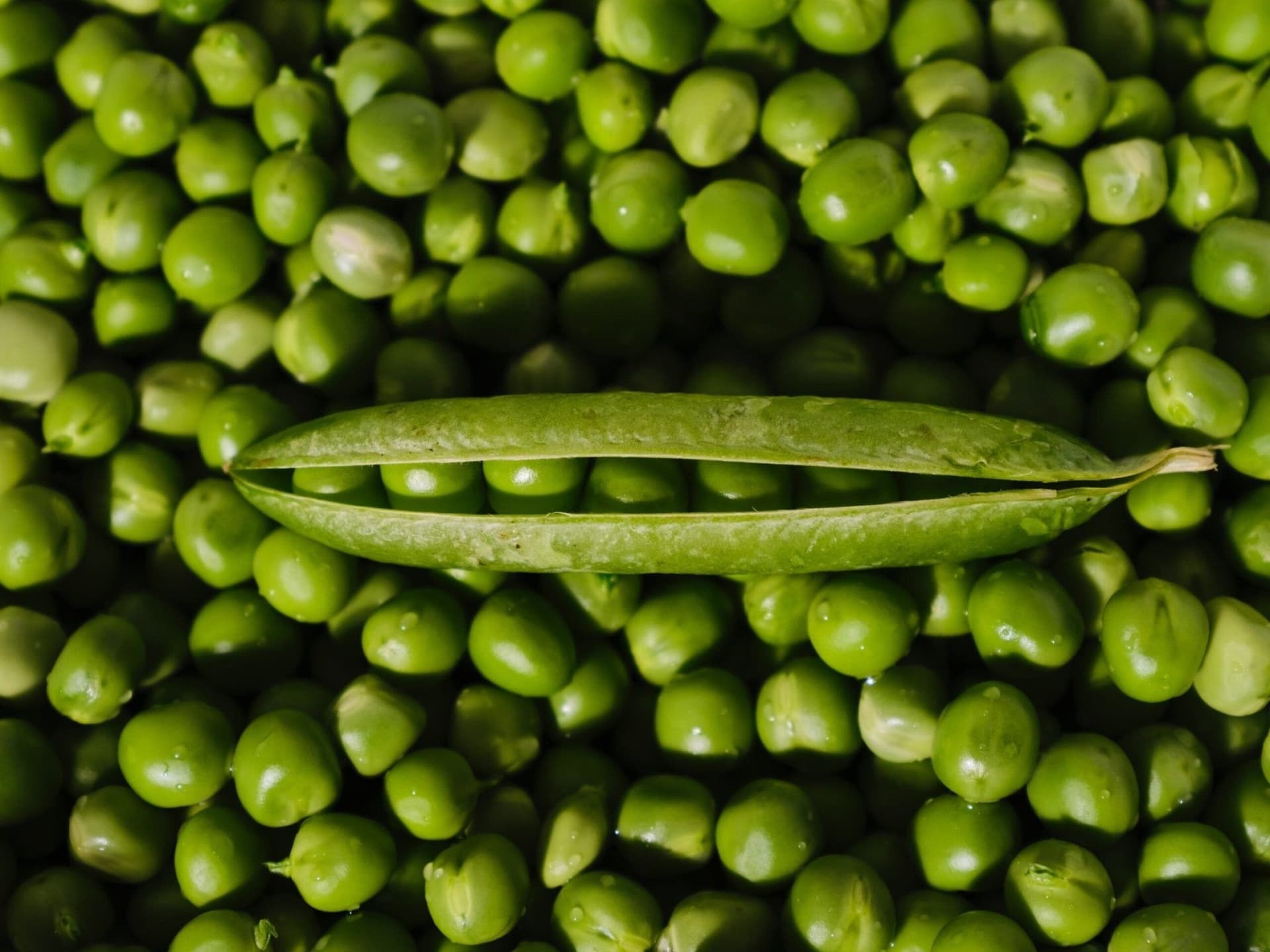 Can Dogs Eat Peas? A Nutritional Dive
