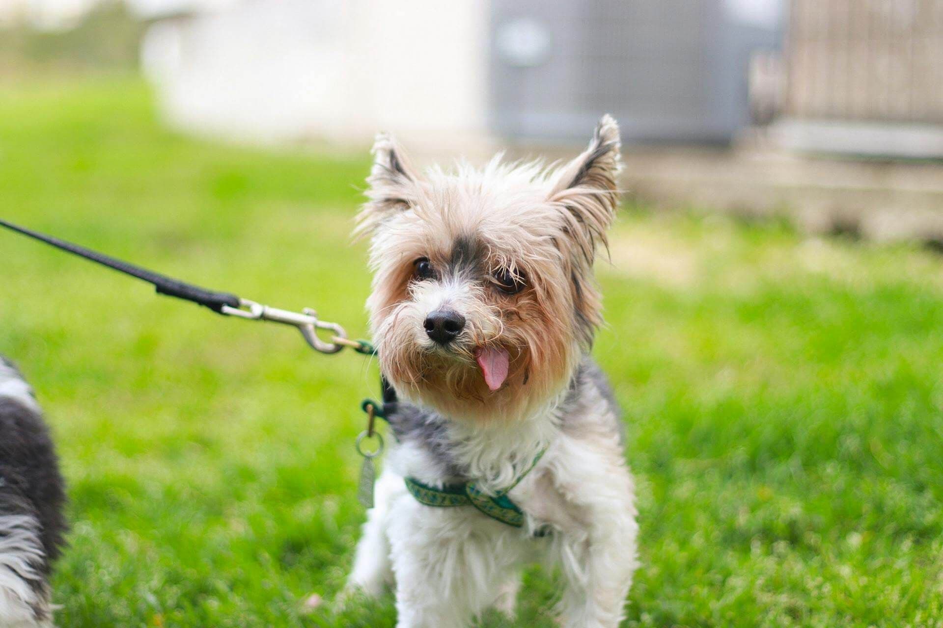 Can Probiotics Boost Your Dog's Immune System?