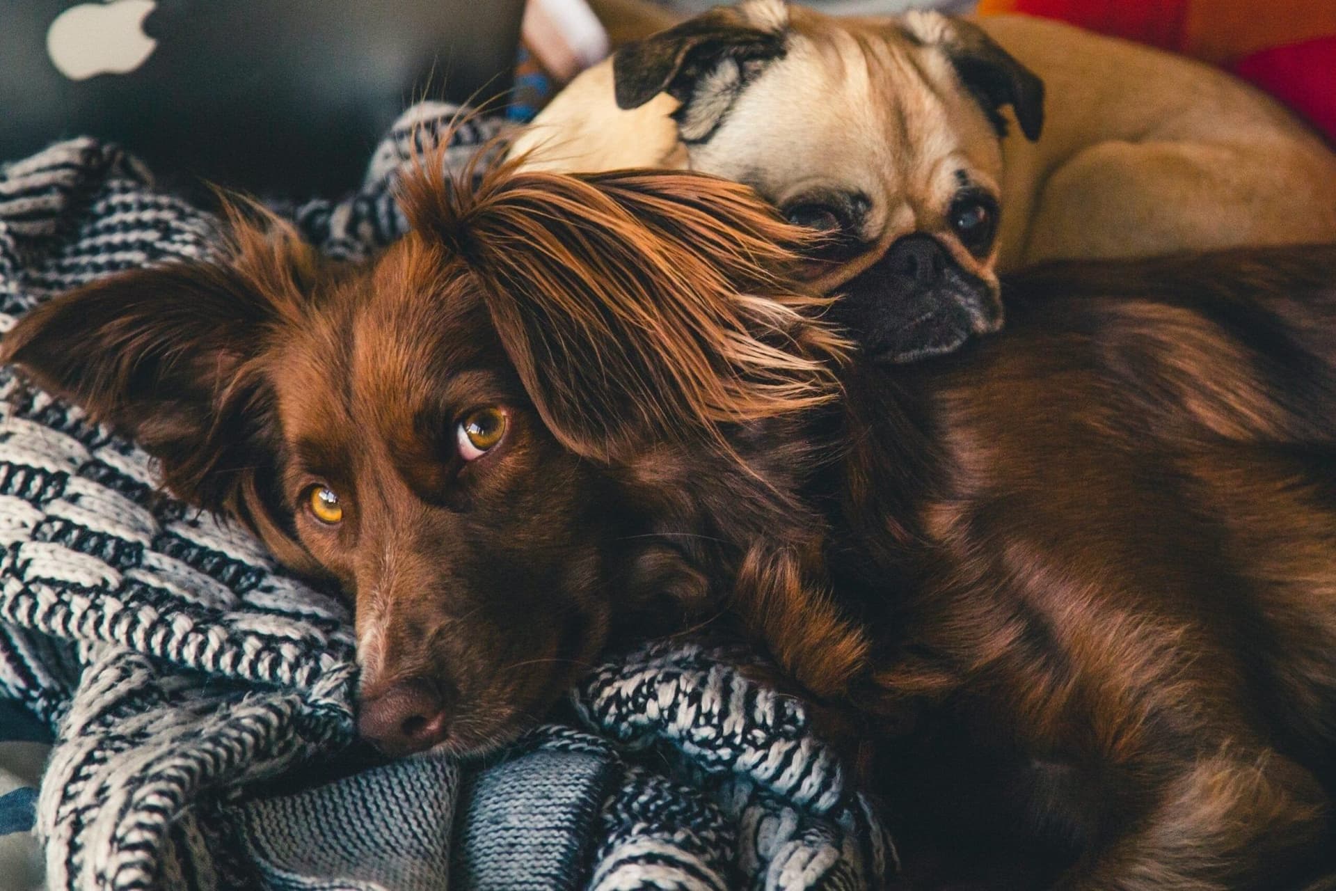 Canine Cognitive Dysfunction: Signs And Treatment