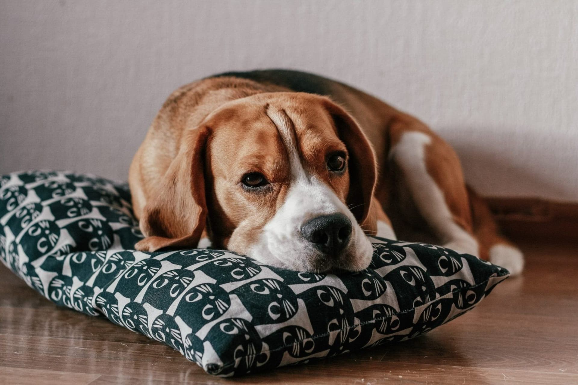 Canine Sleep Disorders: Causes And Treatment