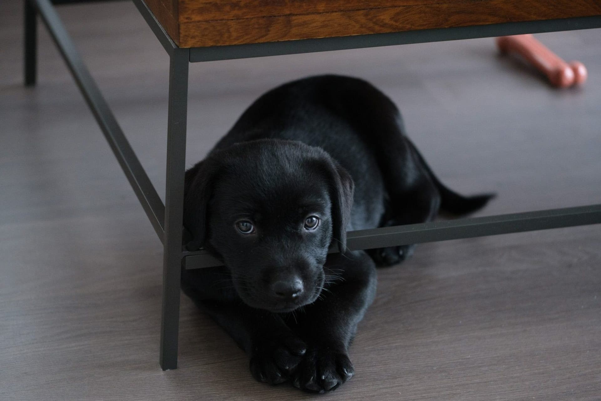 Do Dogs Get Bored? How To Prevent Boredom In Dogs