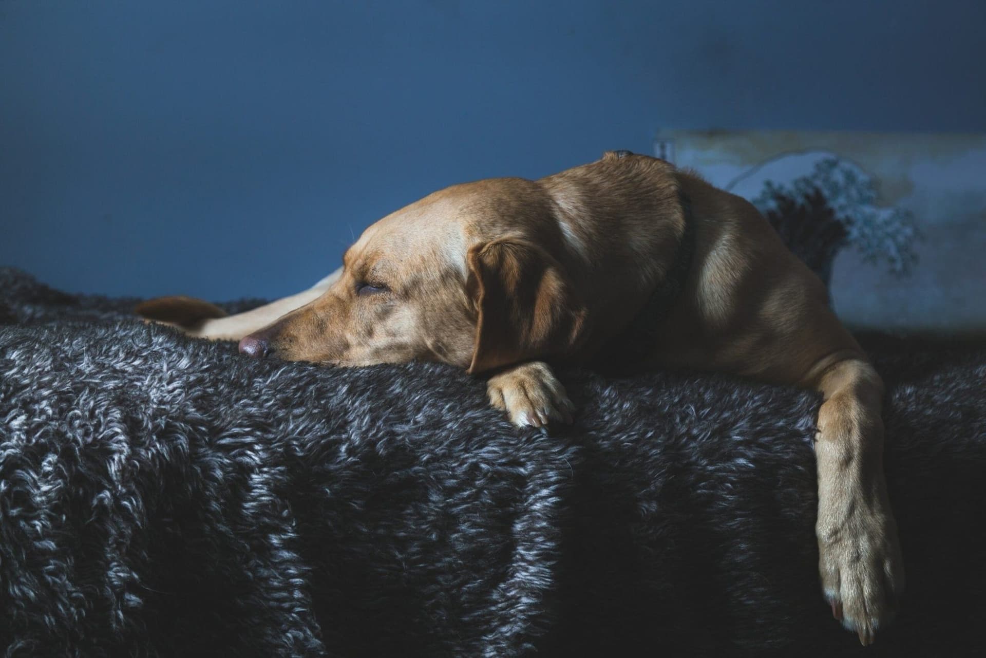 Dog Limping After Laying Down: Prevention And Treatment