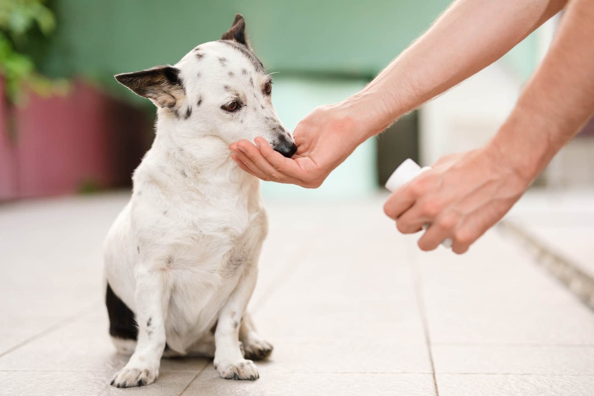 Dysbiosis in Dogs: Understanding and Managing Gut Imbalance