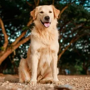 Golden Retriever dog breed