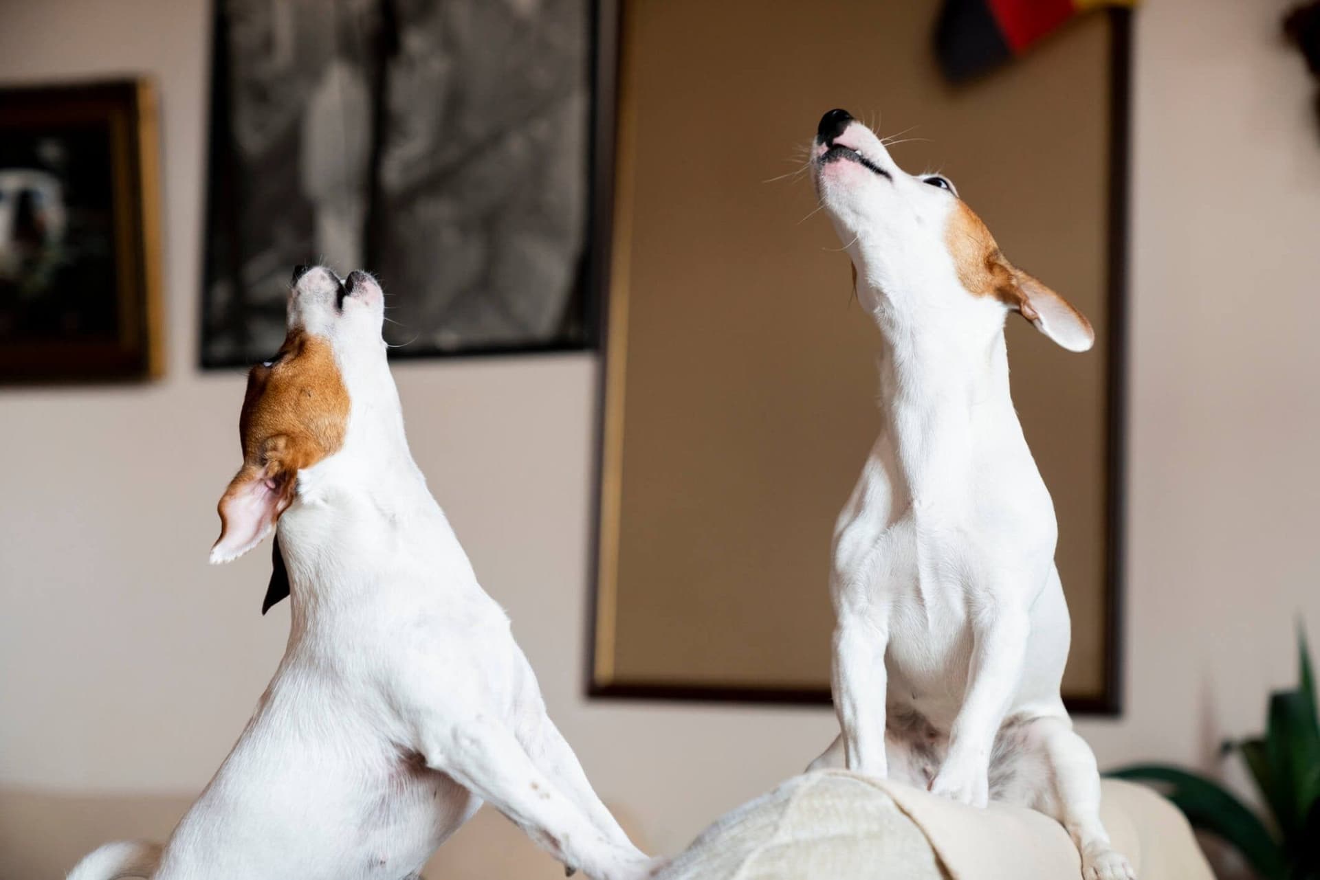 Gut Health & Behaviour: Understanding Your Dog’s Mood Swings