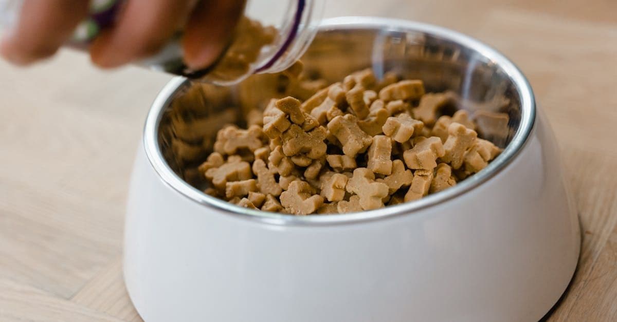 How Probiotics Can Improve Your Dog's Digestion