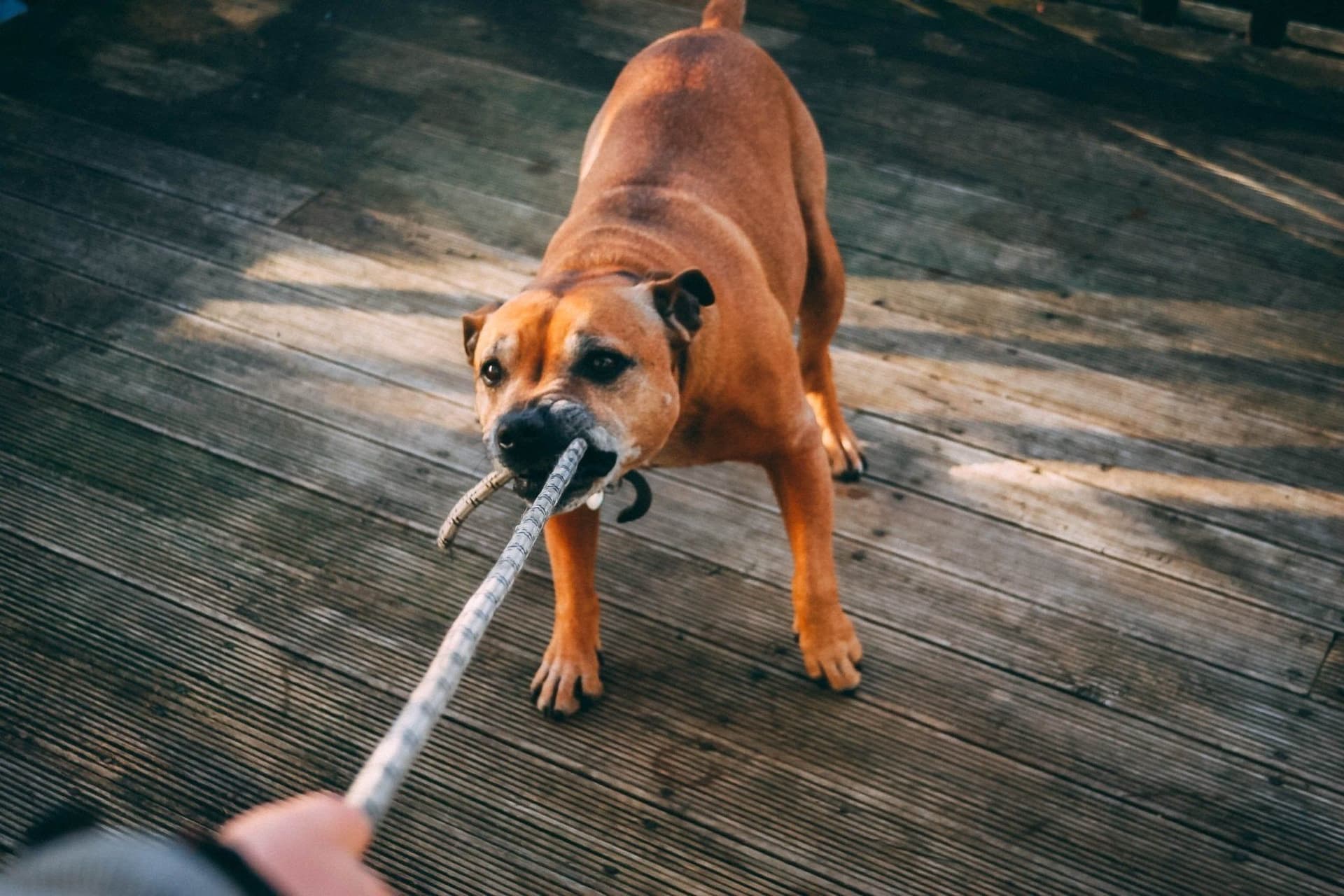 How To Deal With Aggressive Dog Behavior