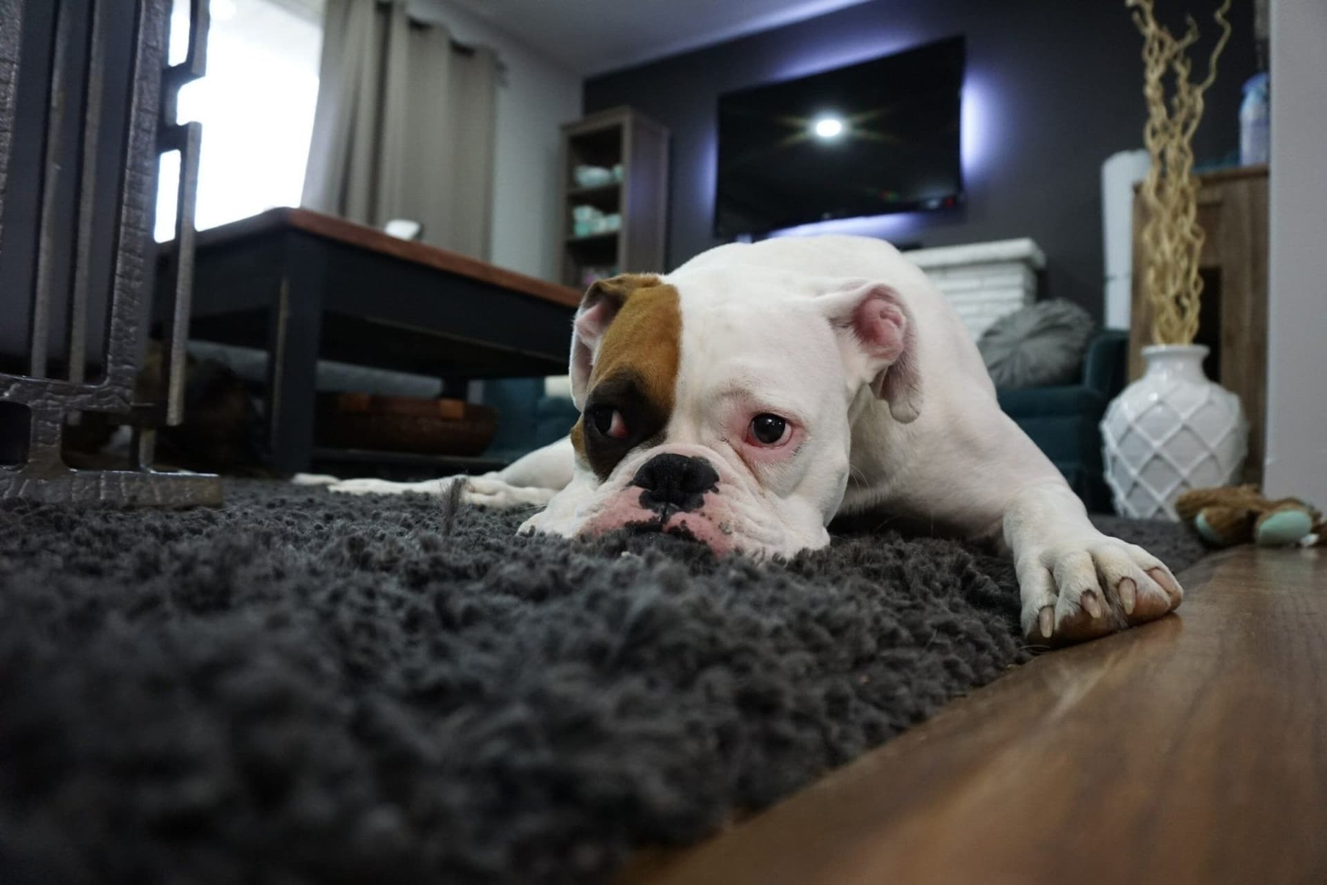 How To Identify Dog Anxiety: Signs, Triggers, And Remedies