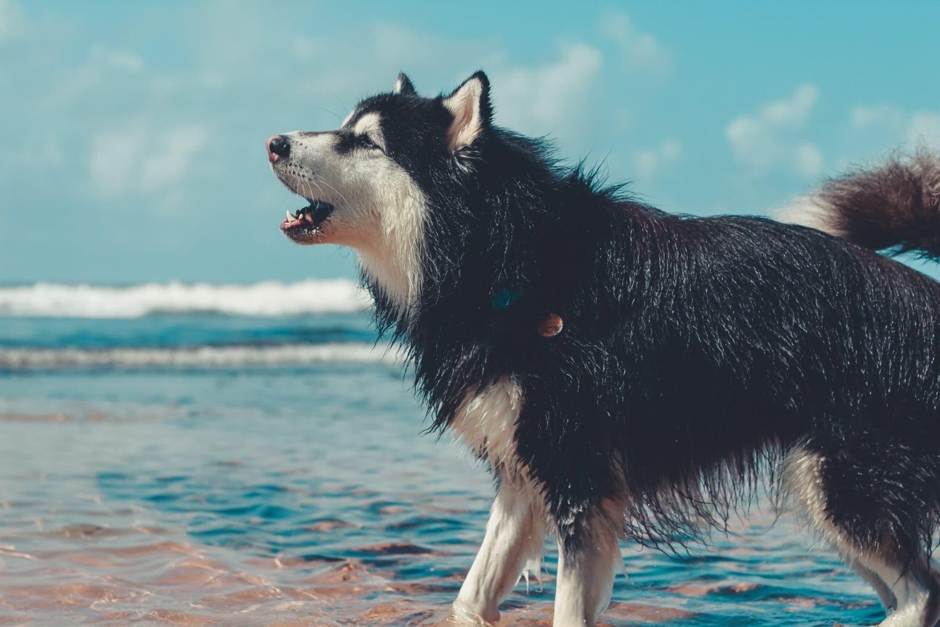How To Stop Excessive Dog Barking