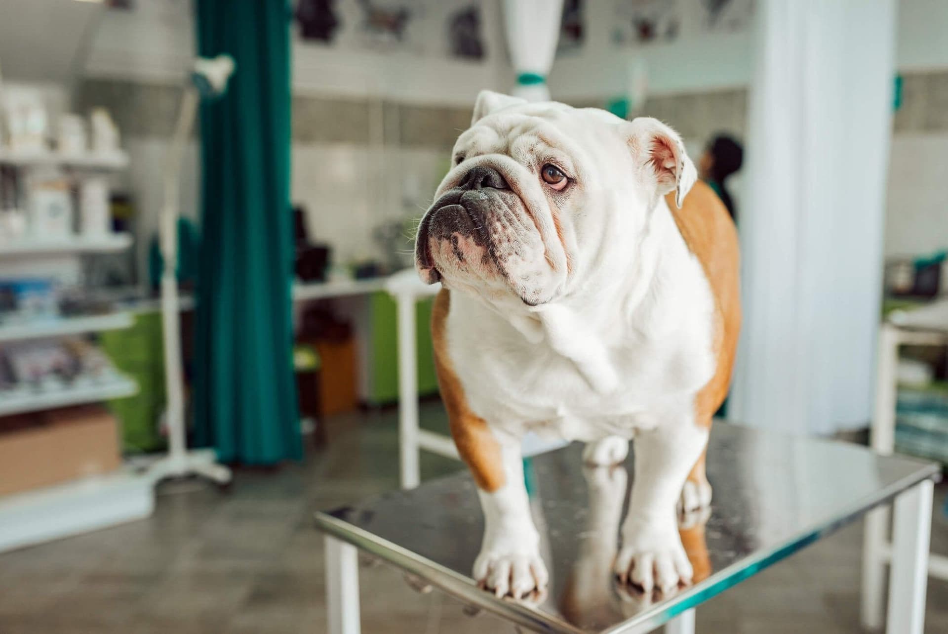 Probiotics: The Hidden Defender of Your Dog’s Immune System