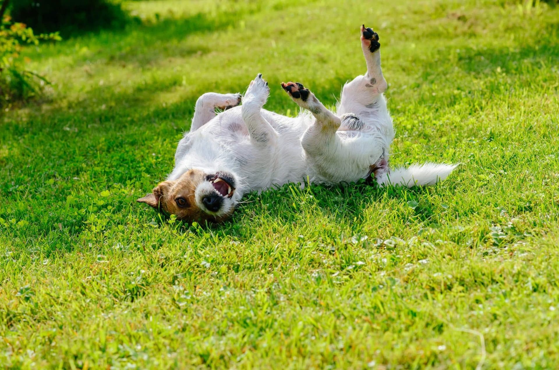Soothing Tummy Troubles: Probiotics as a Digestive Aid for Dogs