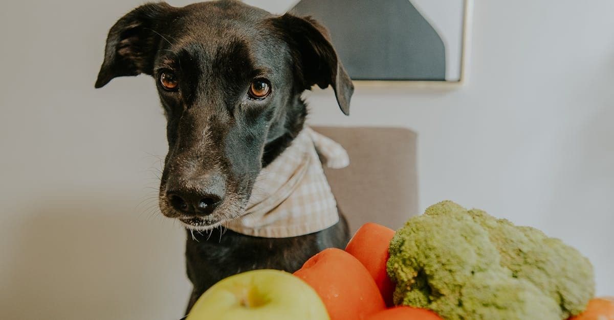 Top Natural Sources of Probiotics for Dogs