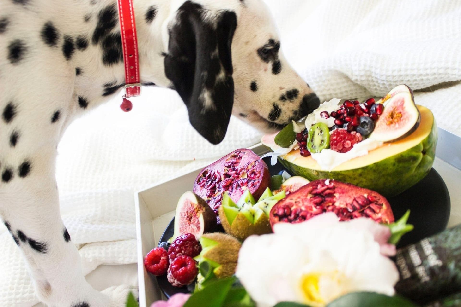 What Are The Best Foods For Dog Nutrition?